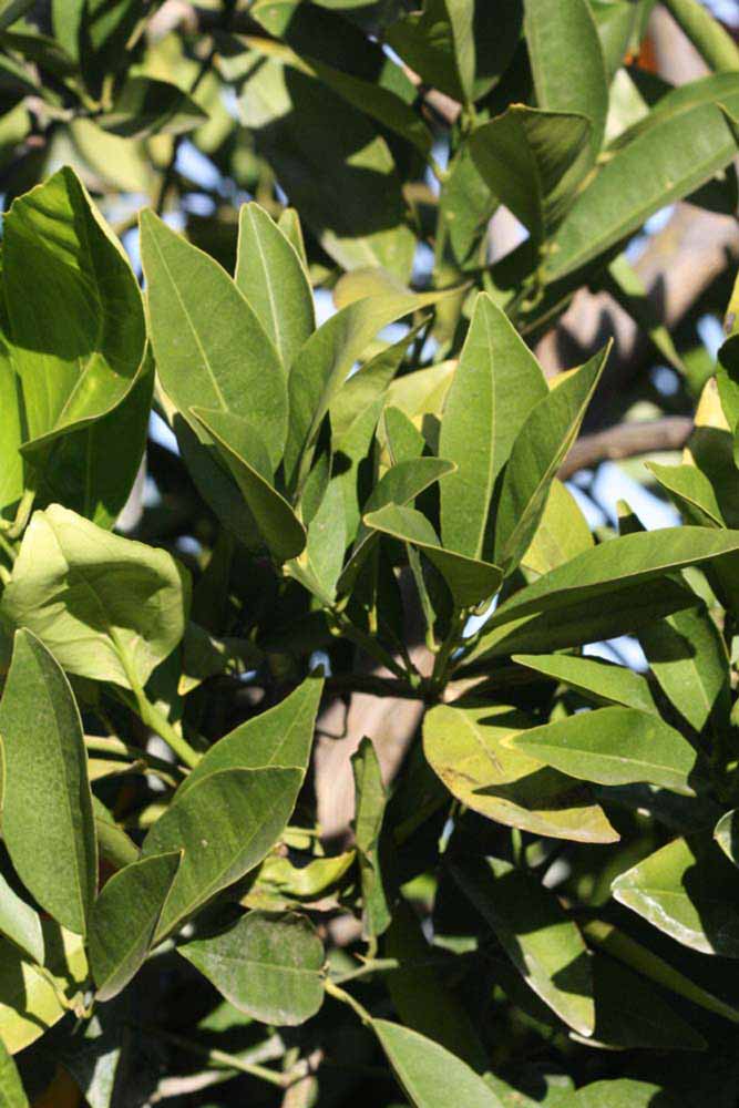            Sun leaves (Valencia Late, Riverside, CA)   